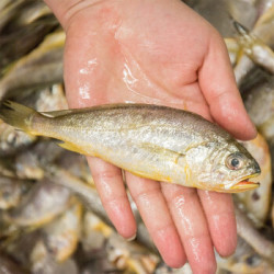 【省160元】新鲜小黄鱼_鲜多邦 渤海湾小黄花鱼5斤多少钱-什么值得买