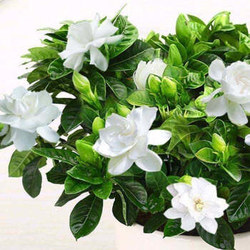 栀子花绿植花卉室内桌面盆栽净化空气吸收甲醛 小盆栀子花 吸水盆