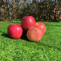 新鲜山西红富士苹果10斤整箱平安果脆甜精品当季冰糖心水果丑苹果