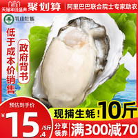 乳山生蚝鲜活10斤新鲜海蛎子5斤特大海鲜牡蛎贝壳即食水产批发1箱m70g *3件