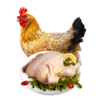 仓帝  农家散养土鸡三黄鸡 鸡肉生鲜 新鲜鸡肉 整鸡 约700g/只