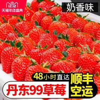 丹东99牛奶草莓新鲜3斤奶油红颜大草莓当季水果现摘现发5顺丰包邮
