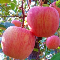 苹果水果新鲜当季水果丑苹果整箱10现季陕西冰糖心红富士斤带一十