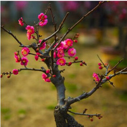 春冬腊梅花树苗盆景树桩庭院花卉植物素心腊绿白梅花红梅绿植盆栽 素心腊梅花树苗庭院盆栽盆景 红梅 3年苗