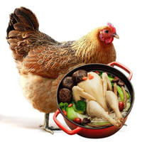 三黄鸡 老母鸡土鸡炖汤鸡肉走地鸡 生鲜 约800g/只  1只装 *3件