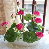 醉花枝 四季水养睡莲 梦幻20粒+盆+营养液+泥 含盆