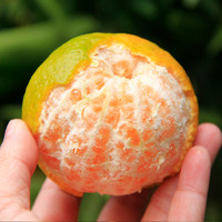 贵州从江椪柑水果柑橘整箱5斤