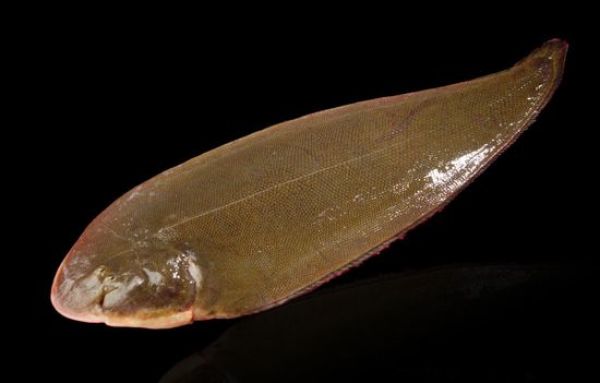 巴沙鱼巴沙鱼原产越南湄公河,口感细腻,入口即化,且具有生长速度快