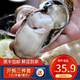 蔬香客 乳山生蚝 鲜活海蛎子 火锅食材新鲜牡蛎 5斤整箱装 5斤 3XL号 120-140g（12-20个）