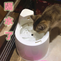 猫咪饮水机自动循环喝水器喂水神器宠物喂猫活水猫猫水碗流动水盆多少钱 什么值得买