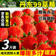 京东PLUS   丹东99草莓  精品大果3斤