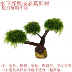 莫斯树水草无土四季淡水增氧水族箱懒人沉木鱼缸活体淡水植物水草10 12厘米3头 什么值得买 莫斯树水草无土四季淡水增氧水族箱懒人沉木鱼缸活体淡水植物水草10 12厘米3头 什么值得买