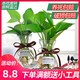 绿萝水培植物绿萝盆栽室内花卉绿植摆件水养植物吸除甲醛大叶绿箩