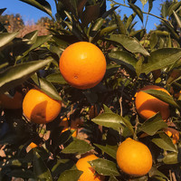 冰糖心脐橙橙子新鲜大果水果10斤当季水果整箱手剥甜柑橘蜜桔子