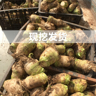 农家新鲜生辣菜疙瘩芥菜头大头菜根芥菜疙瘩咸菜蔬菜 2.5kg