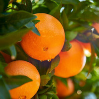 橙状元 纽荷尔脐橙 单果80-85MM   净重2斤