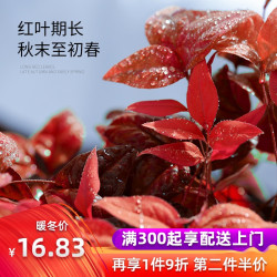 室内盆栽 火焰南天竹盆栽植物阳台庭院室内冬季耐寒观叶植物火红盆景绿植 9件 什么值得买