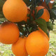 征丰 湖南苗市 纽荷尔脐橙 应季橙子 高山甜橙多汁 5斤大果