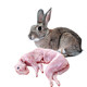 第2只49元 兔肉白条兔子肉整只新鲜现宰兔子 净重约1kg 兔肉生鲜 *3件　
