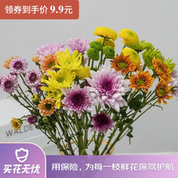 省30元 远方的花年宵花 小雏菊多彩生活鲜花生日礼物云南直发1月7日陆续发货 预计周六 周日收花 小雏菊多彩10枝多少钱 什么值得买