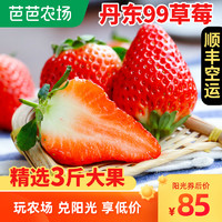 丹东东港99草莓3斤精选大果红颜九九新鲜大草莓牛奶水果当季整箱
