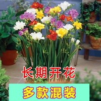 水仙花种球盆栽水养植物室内水培四季开花