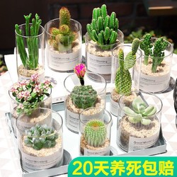 仙人球仙人掌多肉植物花卉室内好养绿植盆栽