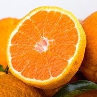 四川眉山不知火丑橘丑柑丑桔新鲜水果橘子丑八怪 中果净重4.5-5斤