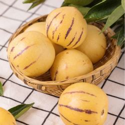 薯家上品云南石林人参果5斤新鲜现摘圆果当季应季水果