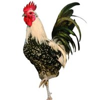 花入羽走地鸡   公鸡整鸡单只1250克 果园饲养一年以上走地鸡
