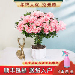 杜鹃花盆栽带花苞发老桩大棵四季开花植物室内外阳台好养易活花卉