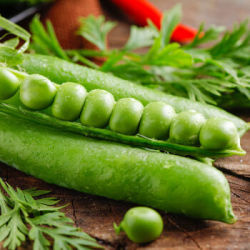 现摘云南豌豆新鲜蔬菜带壳豌豆荚