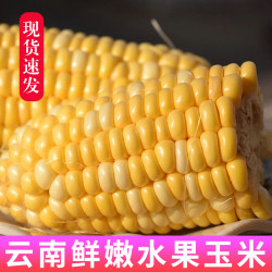 云南金银水果玉米新鲜现摘整箱10斤当季生吃嫩甜甜玉米棒子玉米仔