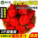 京东PLUS会员：99草莓 红颜奶油大草莓 新鲜水果现摘现发 2斤