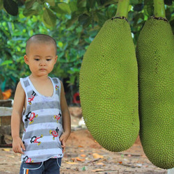 美贸川 泰国黄肉菠萝蜜 新鲜水果黄金菠萝蜜 精选装15-20斤