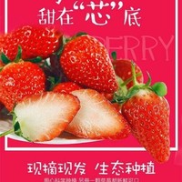 当季奶油草莓应季甜宝四季草莓现摘