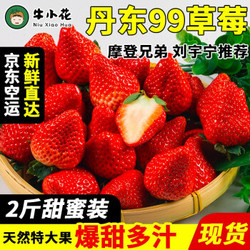 九九草莓丹东特产