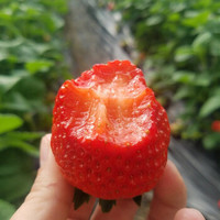 京东PLUS会员： 牛小花 丹东99草莓 2斤装（净重1.9斤） +凑单品