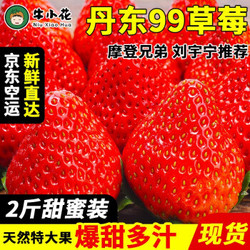 九九草莓 丹东特产新鲜现摘水果2斤甜蜜装（净重1.9斤）