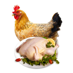 仓帝  农家散养土鸡三 鸡肉生鲜 新鲜鸡肉 整鸡 约700g/只