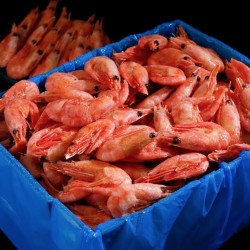 渔游记 北极腹籽甜虾 净重2kg