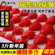 京东PLUS会员  丹东99草莓 精装大果3斤