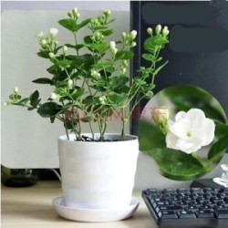 manshanyuan 曼杉园 白色花盆茉莉花带花苞 含盆栽 *3件