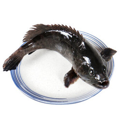 海鲜颂 冷冻石斑鱼 龙胆石斑 去肚 海鲜水产 1条-500-600g/条 *2件+凑单品