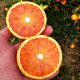 京东PLUS会员：沃多鲜 四川塔罗科血橙  带箱9斤大果（单果65mm以上）