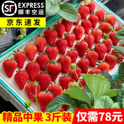 丹东99红颜奶油草莓中果3斤