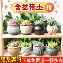 室内盆栽 多肉植物花盆套装组合盆栽绿植花卉室内肉肉植物包邮特价清仓含盆 什么值得买 室内盆栽 多肉植物花盆套装组合盆栽绿植花卉室内肉肉植物包邮特价清仓含盆 什么值得买