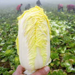 (一亩良果)农家自种小娃娃菜新鲜蔬菜黄娃娃菜大白菜应当季时令 精品娃娃菜 普通装