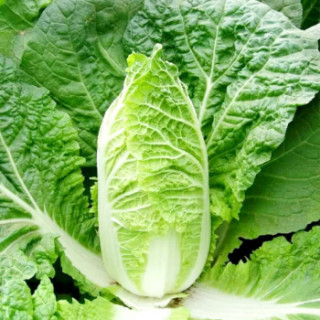 (一亩良果)农家自种小娃娃菜新鲜蔬菜黄娃娃菜大白菜应当季时令 精品娃娃菜 普通装