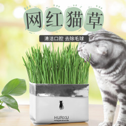 猫草猫薄荷袋装土壤猫草去毛球助消化非水培种植种子猫薄荷猫零食 什么值得买 猫草猫薄荷袋装土壤猫草去毛球助消化非水培种植种子猫薄荷猫零食 什么值得买
